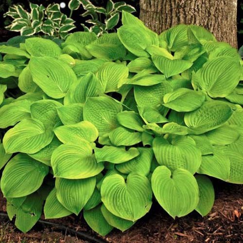 19 Favorite Hosta Varieties