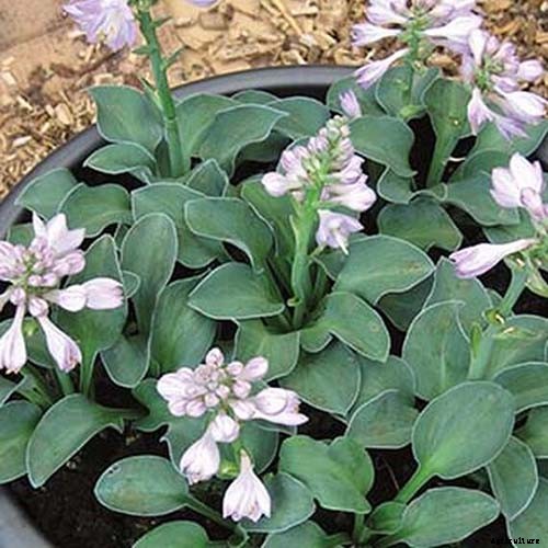 19 Favorite Hosta Varieties