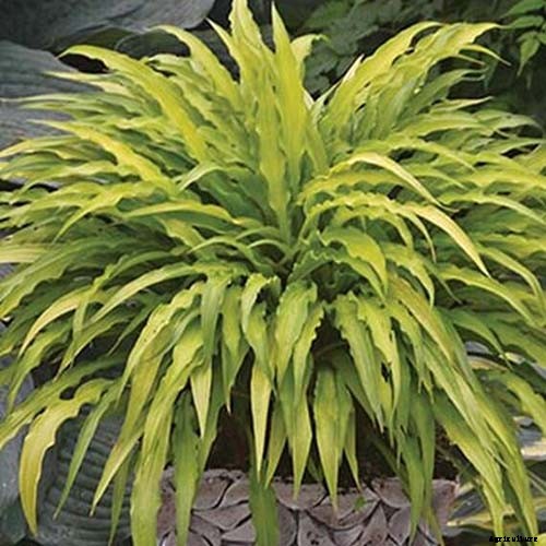 19 Favorite Hosta Varieties