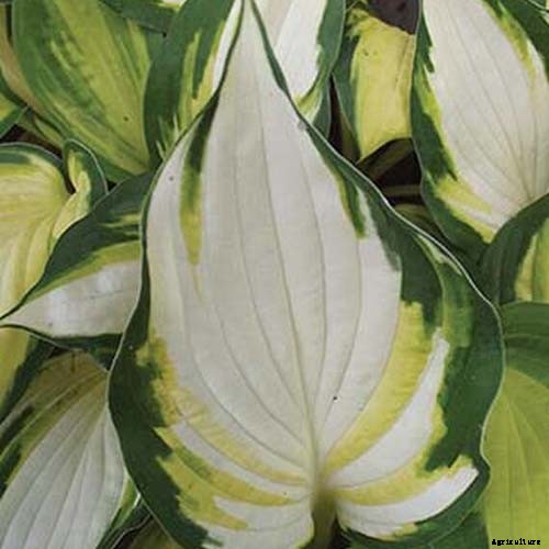 19 Favorite Hosta Varieties