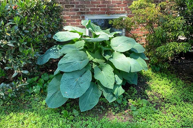 19 Favorite Hosta Varieties