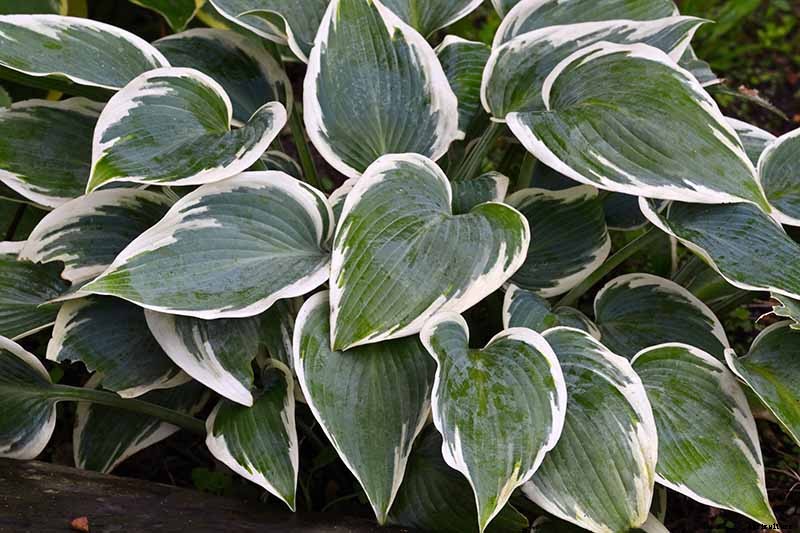 19 Favorite Hosta Varieties