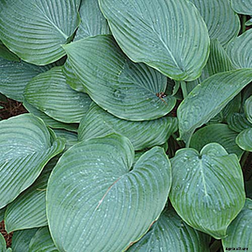 19 Favorite Hosta Varieties
