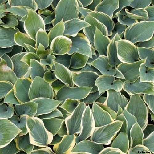 19 Favorite Hosta Varieties