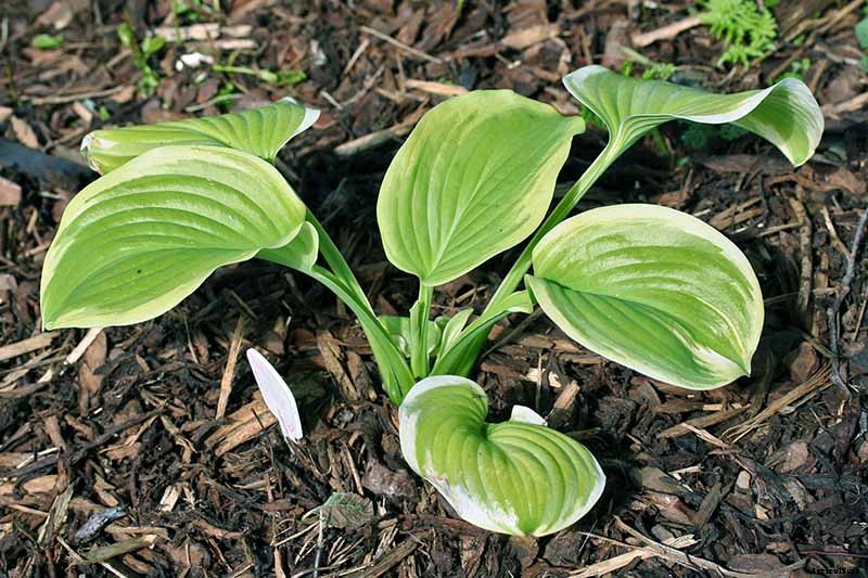 19 Favorite Hosta Varieties