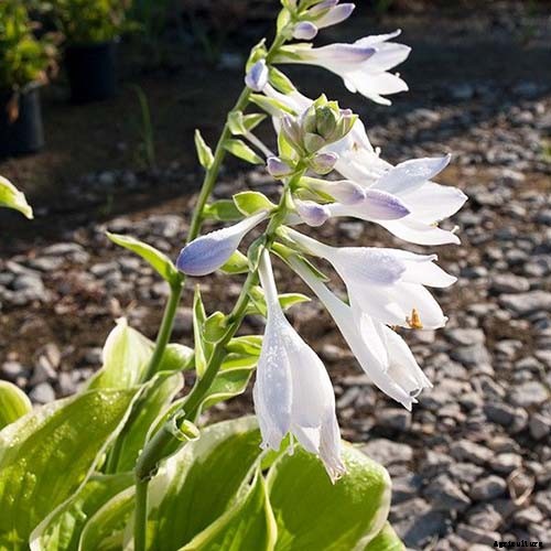 19 Favorite Hosta Varieties