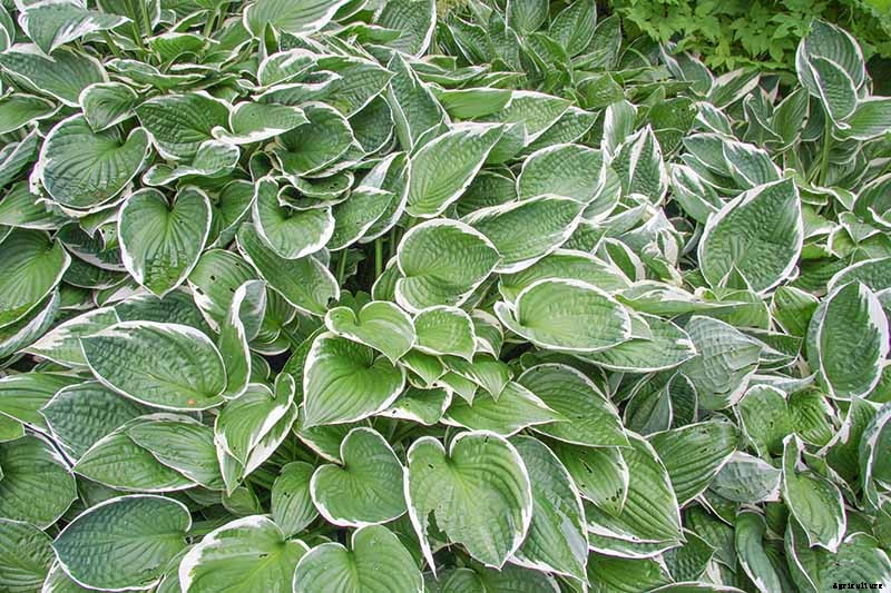 19 Favorite Hosta Varieties