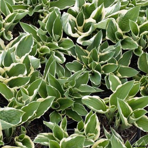 19 Favorite Hosta Varieties