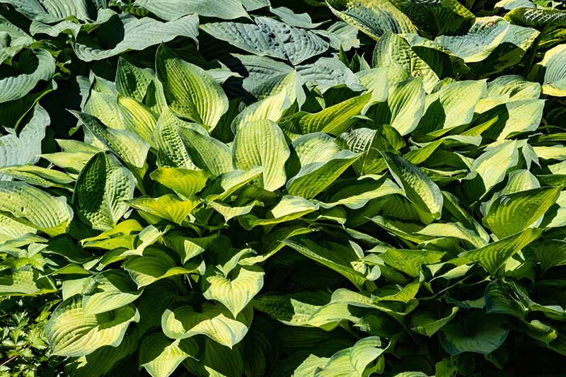 19 Favorite Hosta Varieties