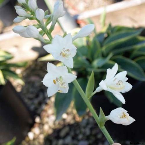 19 Favorite Hosta Varieties