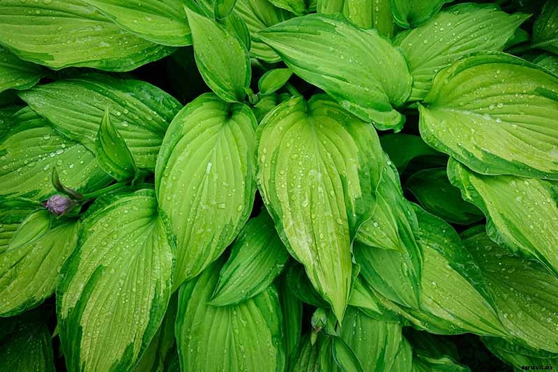 19 Favorite Hosta Varieties