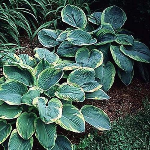 19 Favorite Hosta Varieties