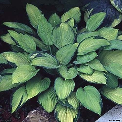19 Favorite Hosta Varieties