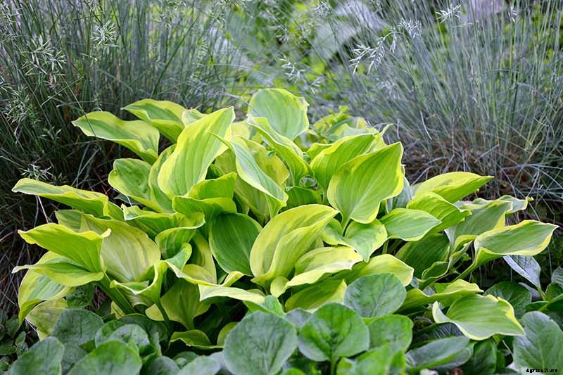 19 Favorite Hosta Varieties