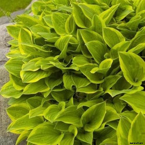 19 Favorite Hosta Varieties
