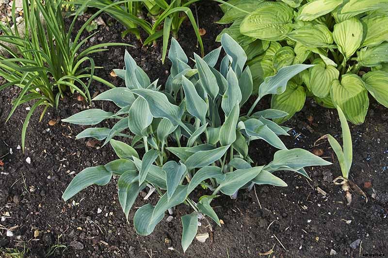 19 Favorite Hosta Varieties