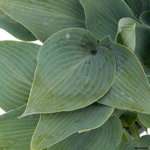 19 Favorite Hosta Varieties