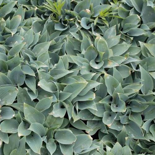 19 Favorite Hosta Varieties