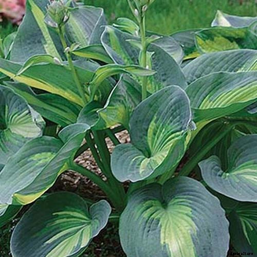 19 Favorite Hosta Varieties