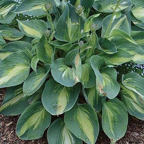 19 Favorite Hosta Varieties
