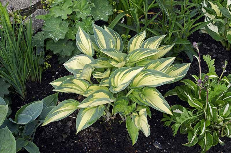 19 Favorite Hosta Varieties