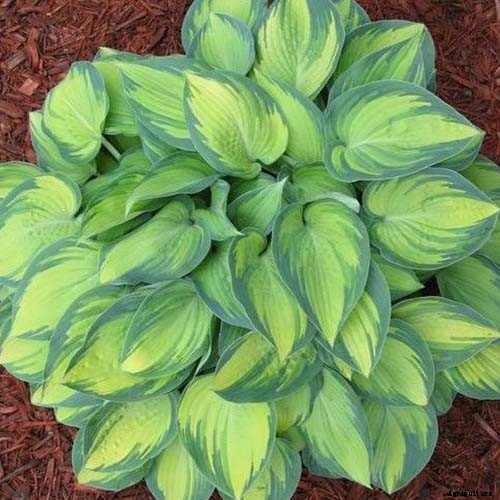 19 Favorite Hosta Varieties
