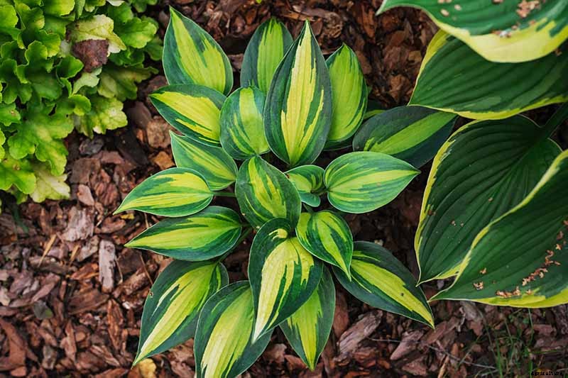 19 Favorite Hosta Varieties