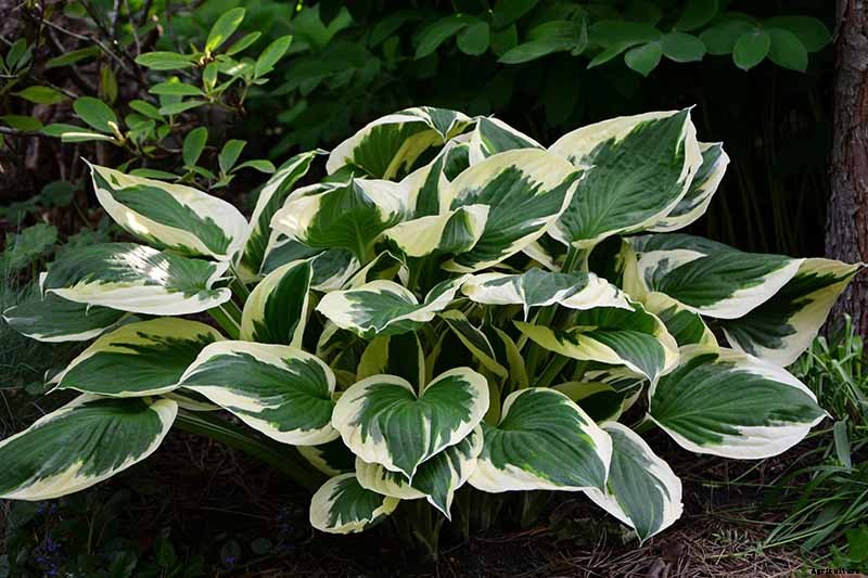 19 Favorite Hosta Varieties