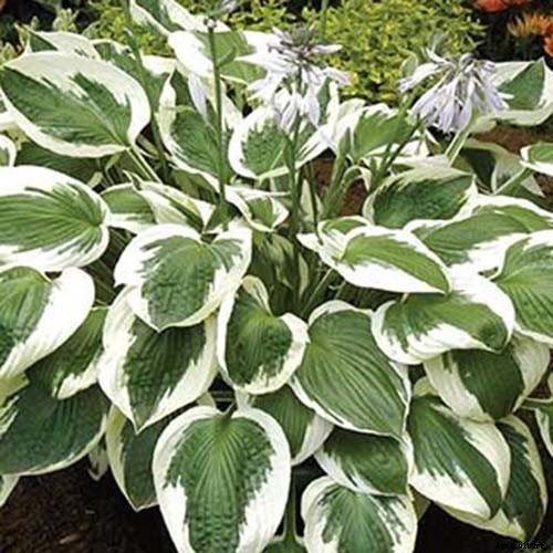 19 Favorite Hosta Varieties