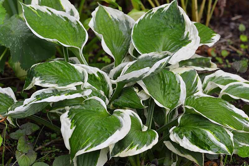19 Favorite Hosta Varieties