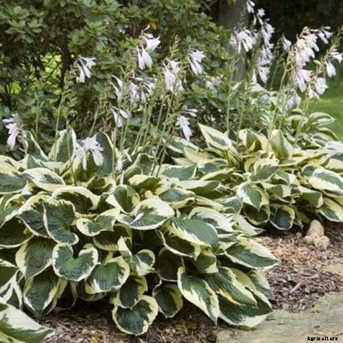19 Favorite Hosta Varieties