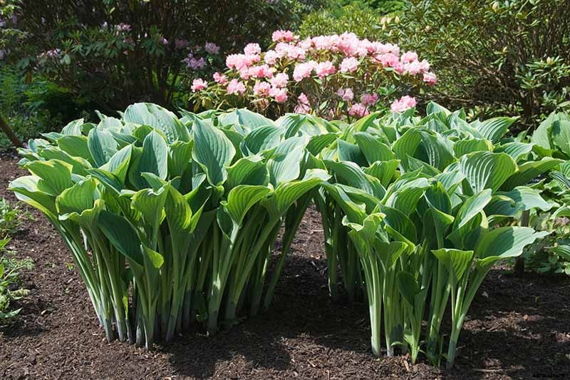 19 Favorite Hosta Varieties