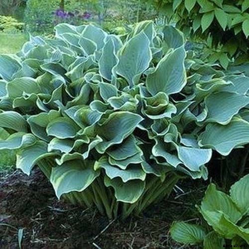 19 Favorite Hosta Varieties