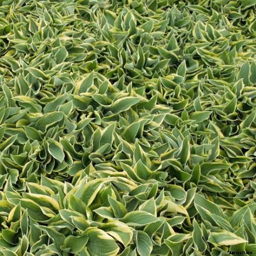19 Favorite Hosta Varieties