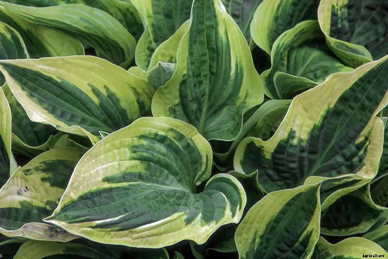 19 Favorite Hosta Varieties