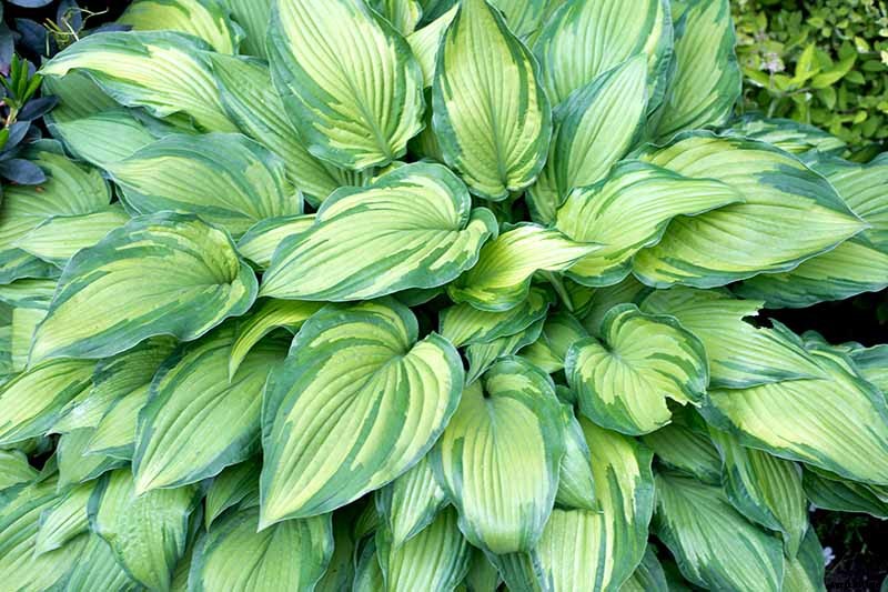 19 Favorite Hosta Varieties
