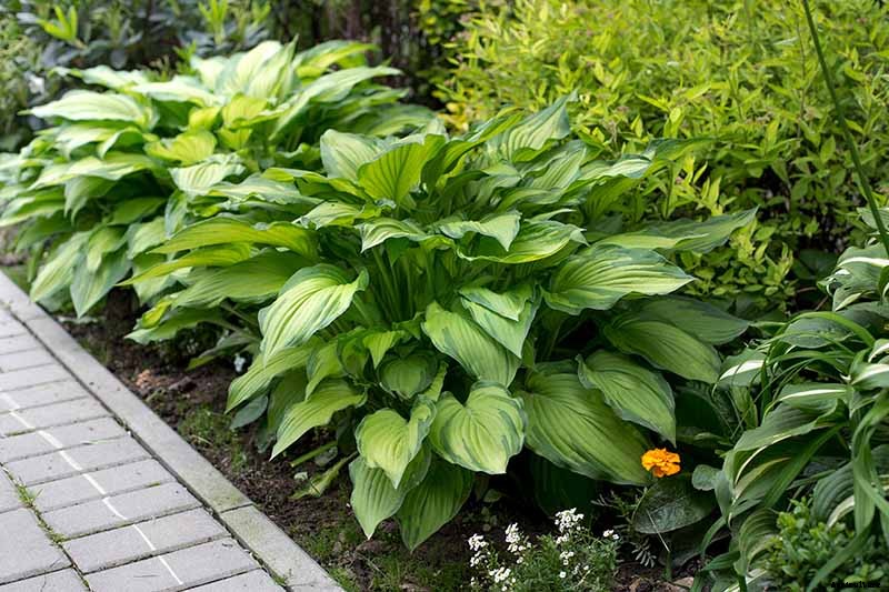 19 Favorite Hosta Varieties