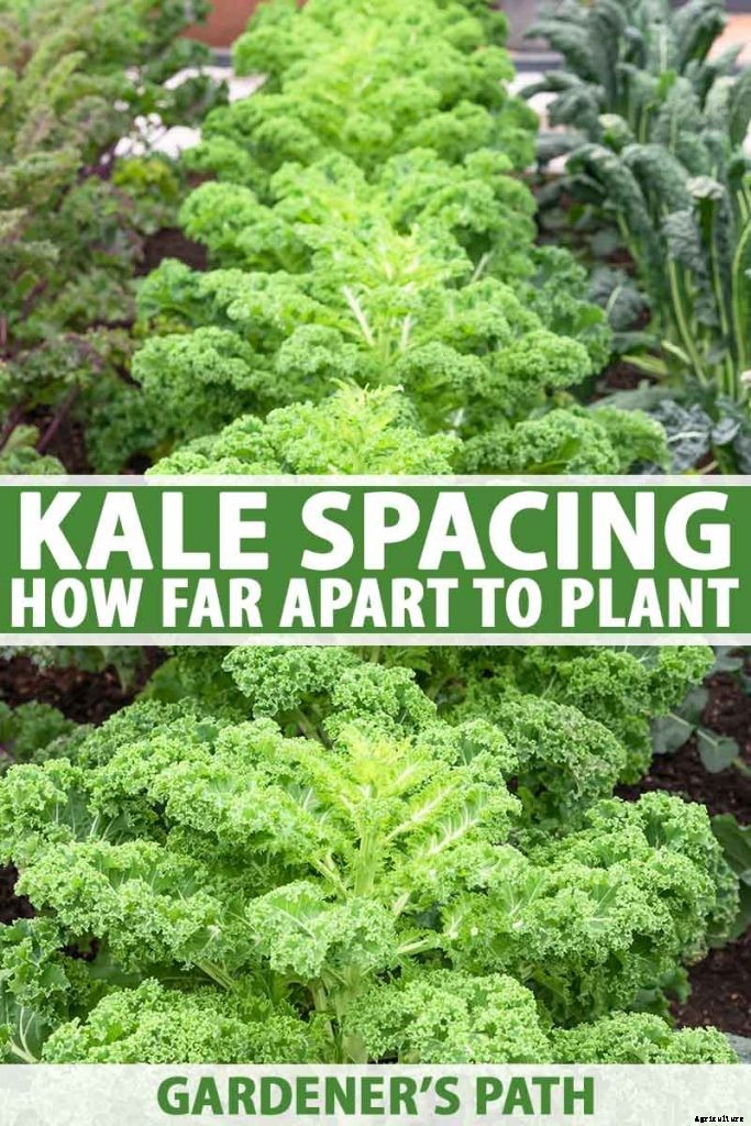 Kale Spacing: How Far Apart to Plant for the Best Harvest