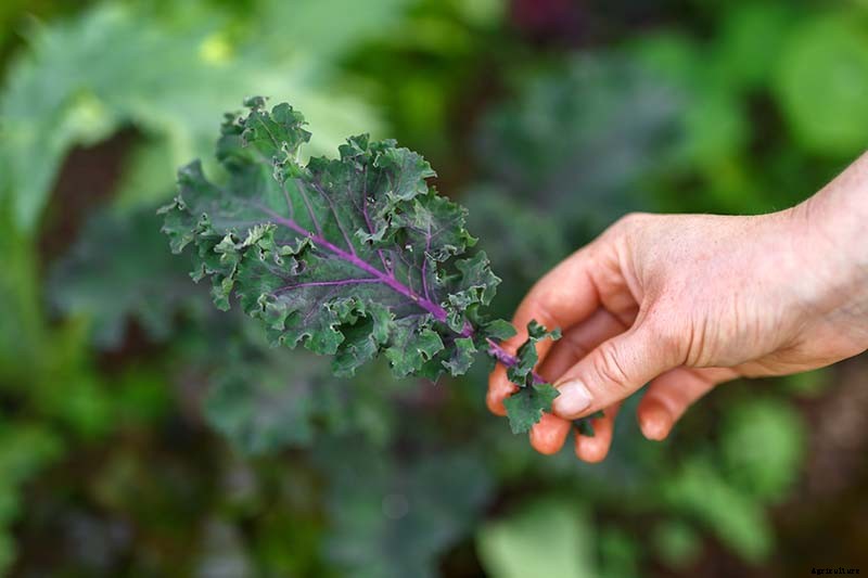 Kale Spacing: How Far Apart to Plant for the Best Harvest