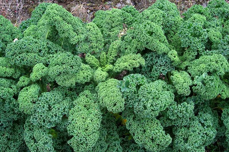 Kale Spacing: How Far Apart to Plant for the Best Harvest