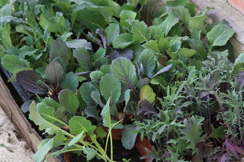 Kale Spacing: How Far Apart to Plant for the Best Harvest