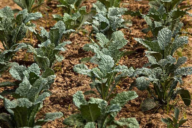 Kale Spacing: How Far Apart to Plant for the Best Harvest