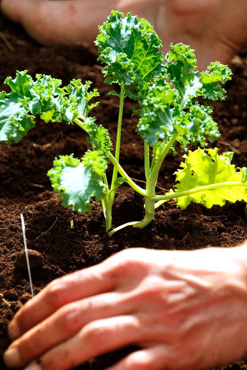 Kale Spacing: How Far Apart to Plant for the Best Harvest