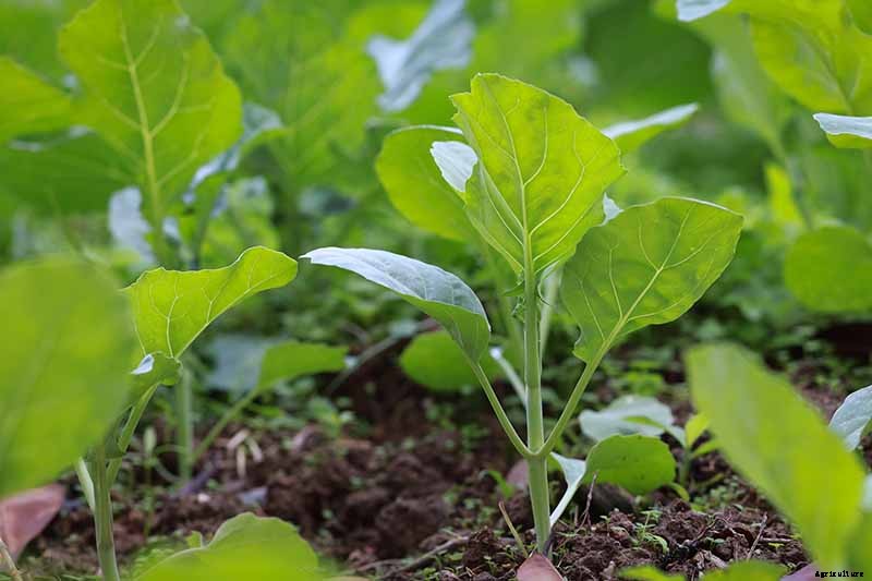Kale Spacing: How Far Apart to Plant for the Best Harvest