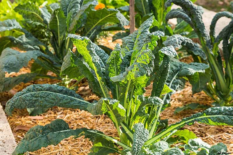 Kale Spacing: How Far Apart to Plant for the Best Harvest