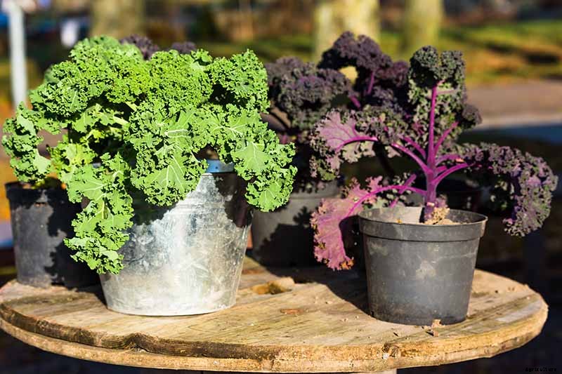 Kale Spacing: How Far Apart to Plant for the Best Harvest