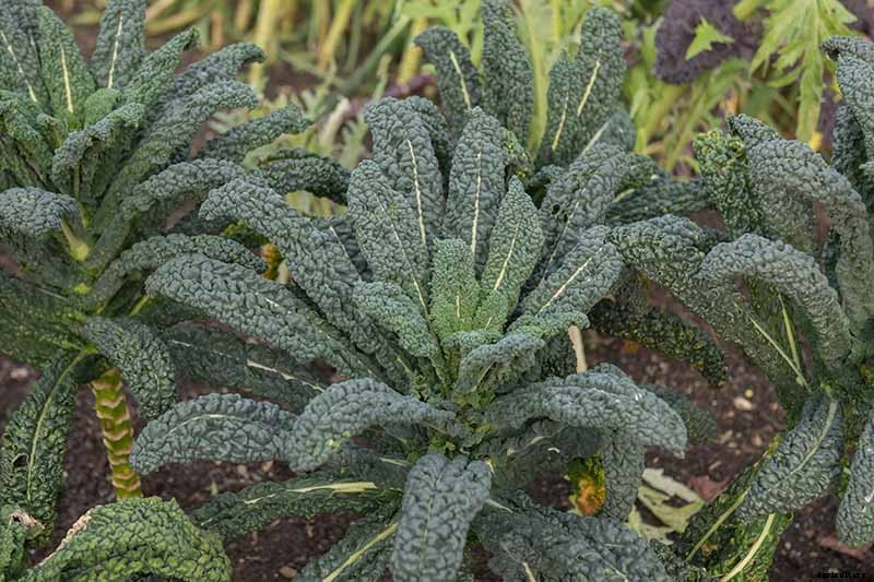 Kale Spacing: How Far Apart to Plant for the Best Harvest