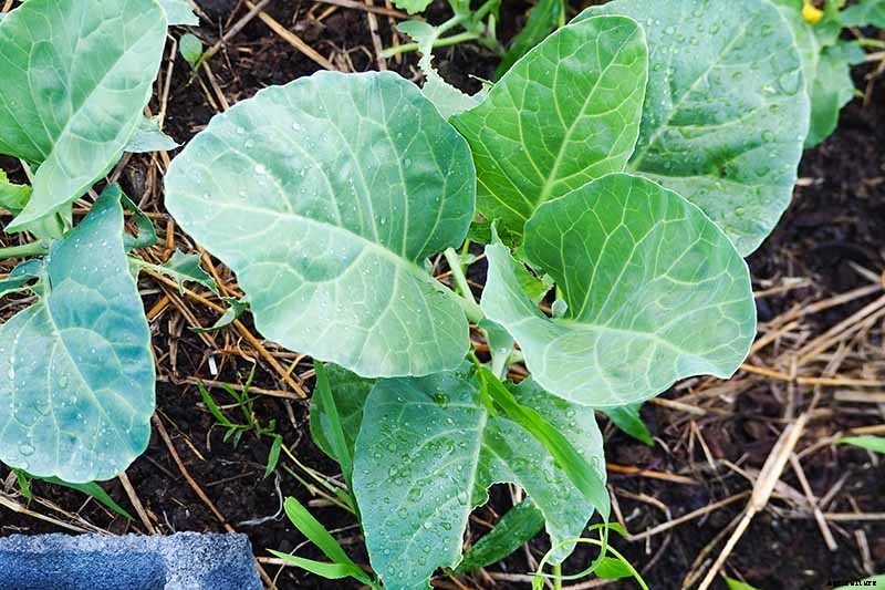 Kale Spacing: How Far Apart to Plant for the Best Harvest