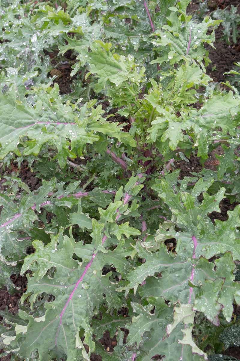 Kale Spacing: How Far Apart to Plant for the Best Harvest