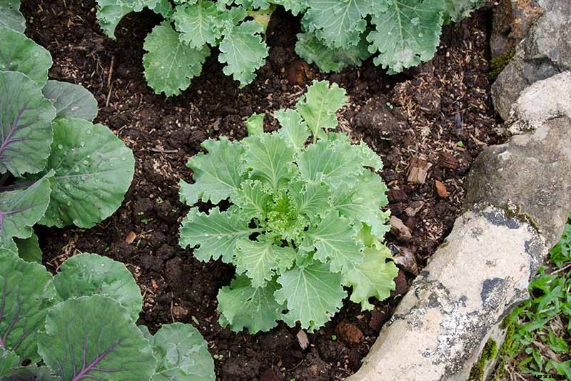 Kale Spacing: How Far Apart to Plant for the Best Harvest